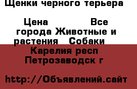 Щенки черного терьера › Цена ­ 35 000 - Все города Животные и растения » Собаки   . Карелия респ.,Петрозаводск г.